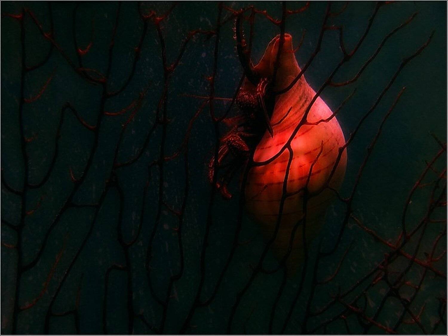 little pilgrim, Little Pilgrim