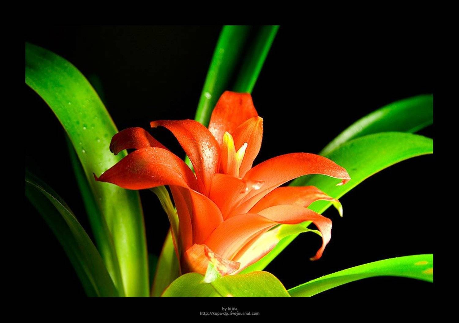 цветок, kUPa