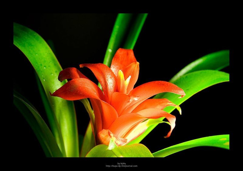 цветок  фото превью