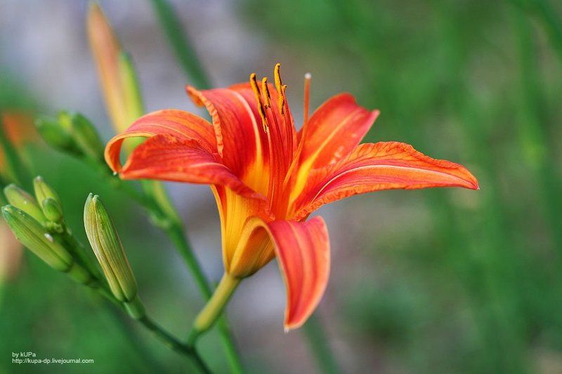 цветок  фото превью