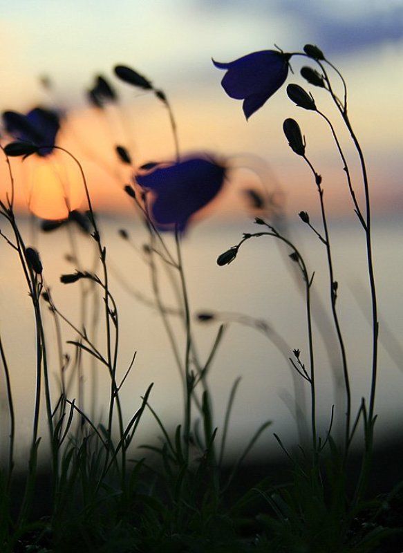 Колокольчиковый закат фото превью