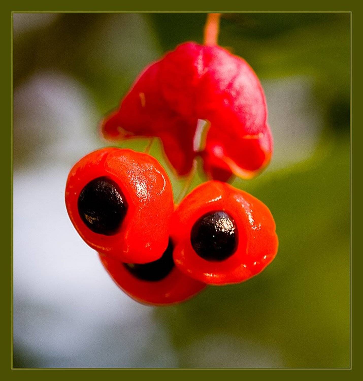 бересклет,макро, Наталья Ревкина