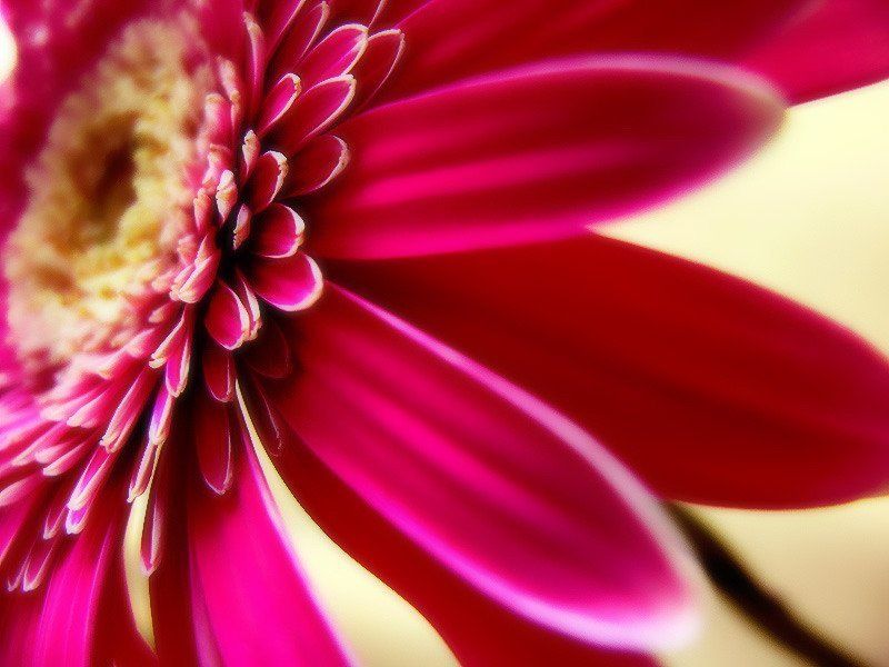 цветок, гербера *** фото превью