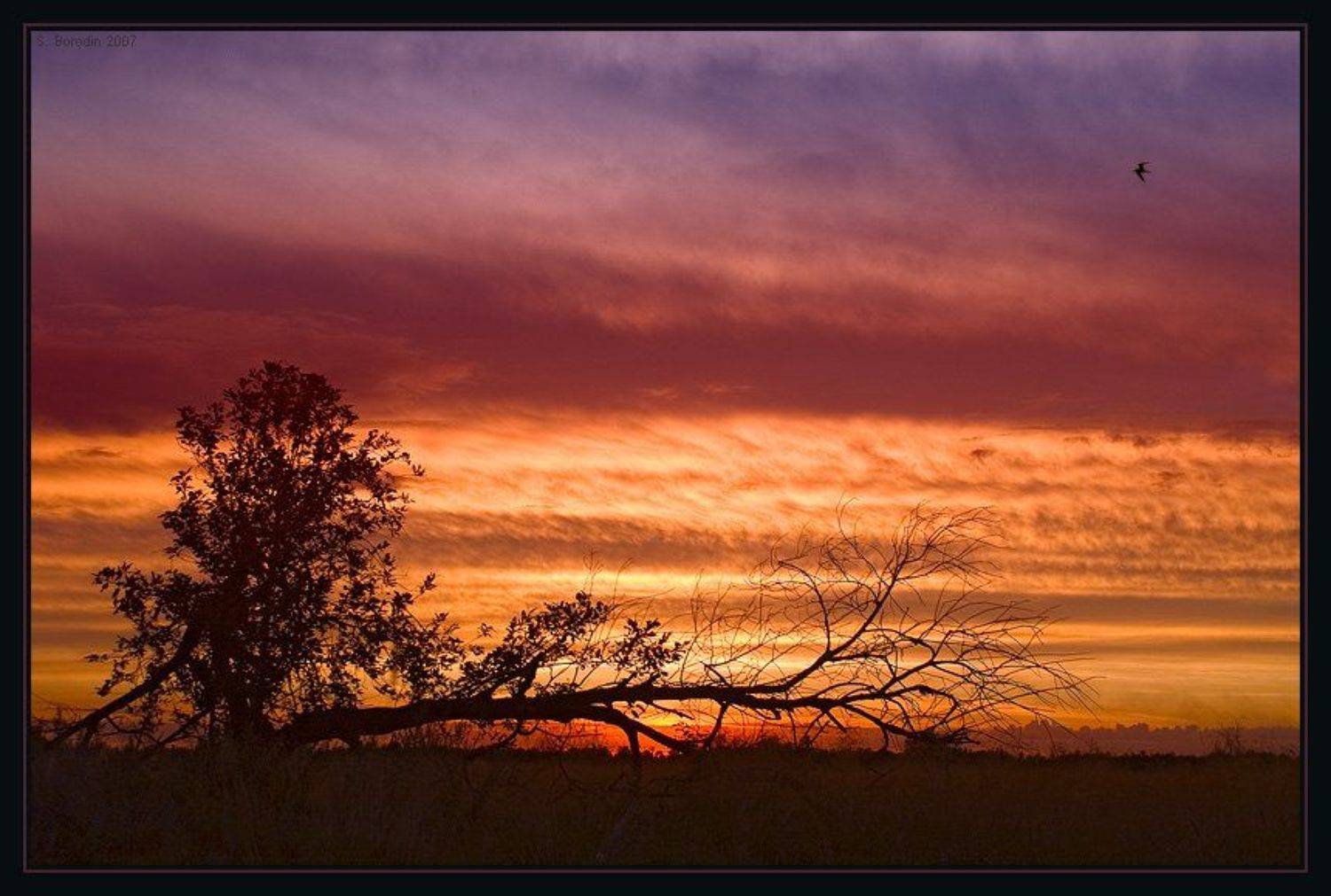 красивый, закат, необычное дерево, птица, Сергей Бородин (Minstrel)