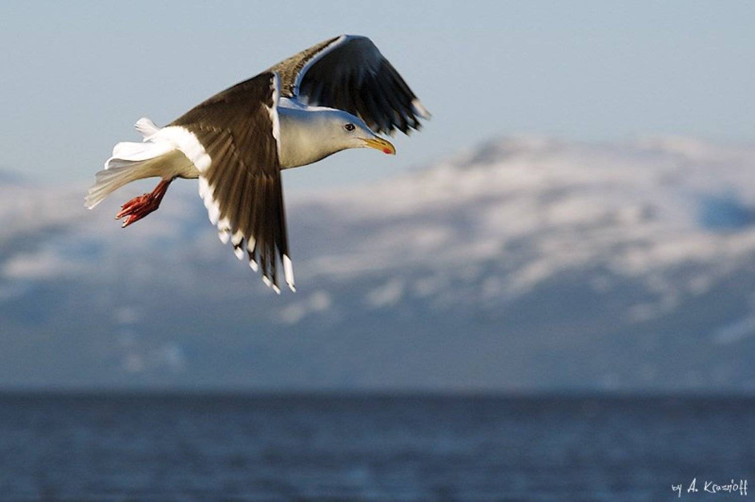 чайка, полет, охотское, море, магадан, A.Krasnoff