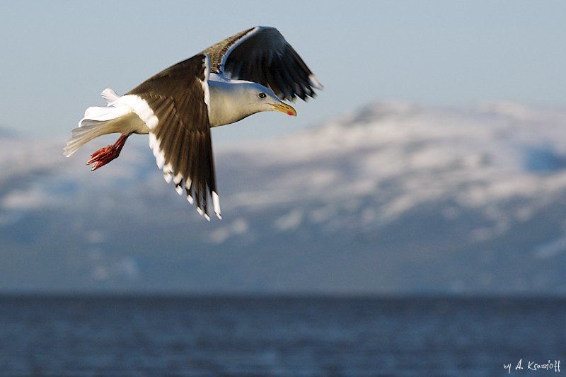 чайка, полет, охотское, море, магадан свободный полет... фото превью