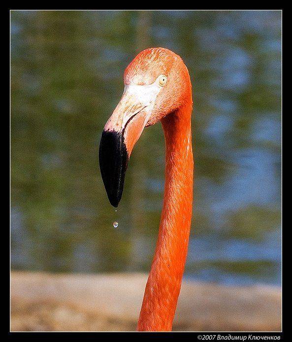 фламинго, Владимир Ключенков