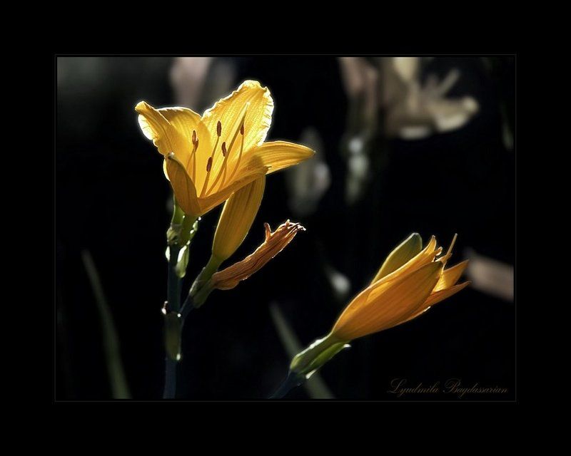 *** фото превью