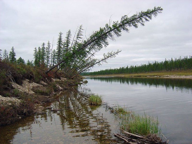 река,тайга,якутия Пасмурный день фото превью
