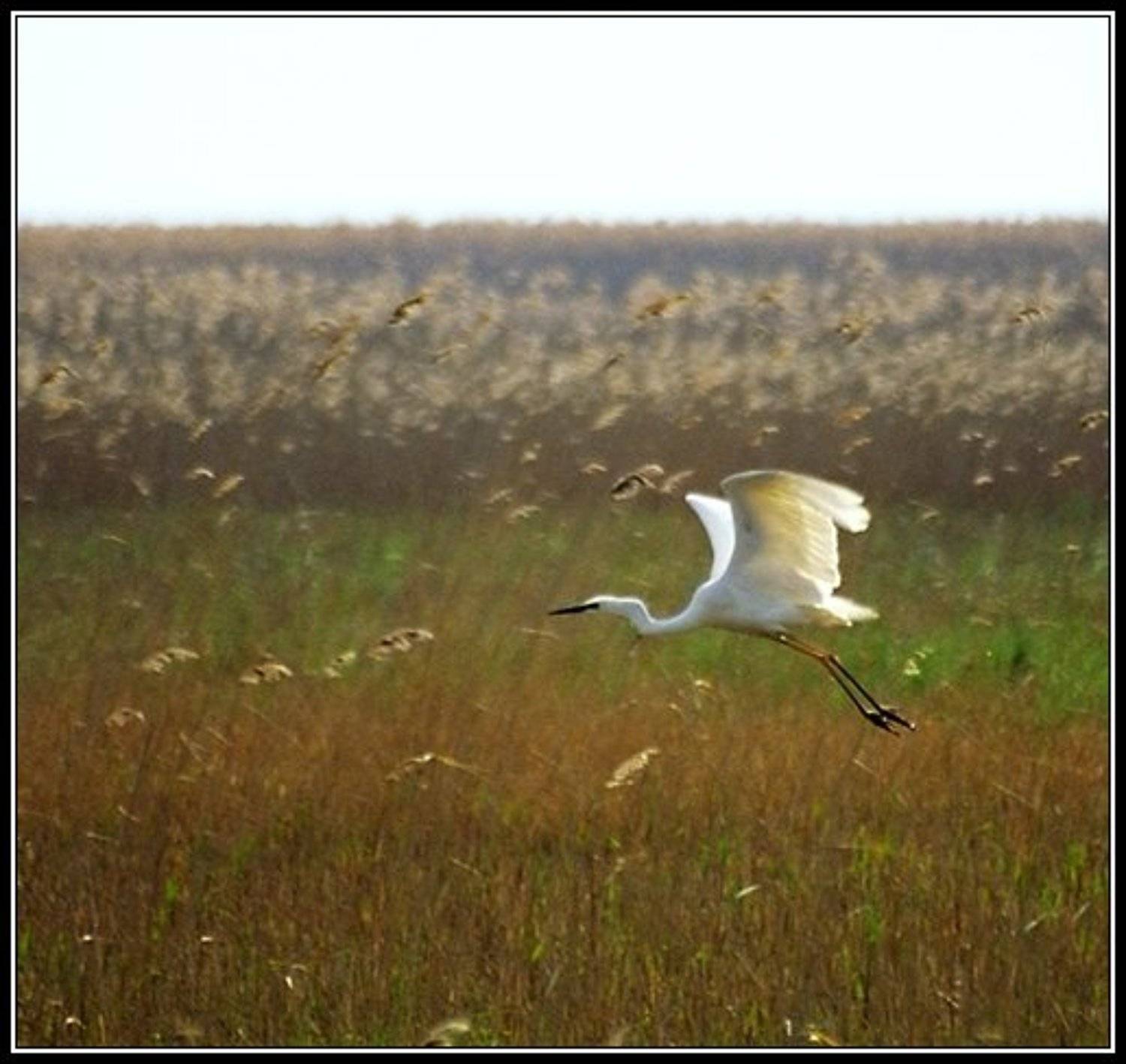 птица, NikOff (Юрий Руднев)