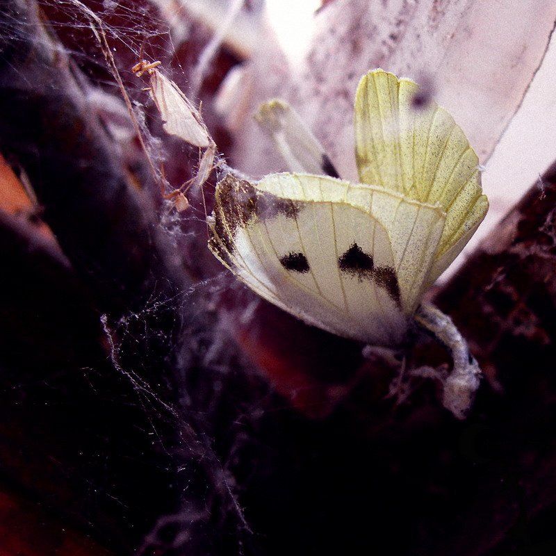 Сон о Лете. Второй. фото превью