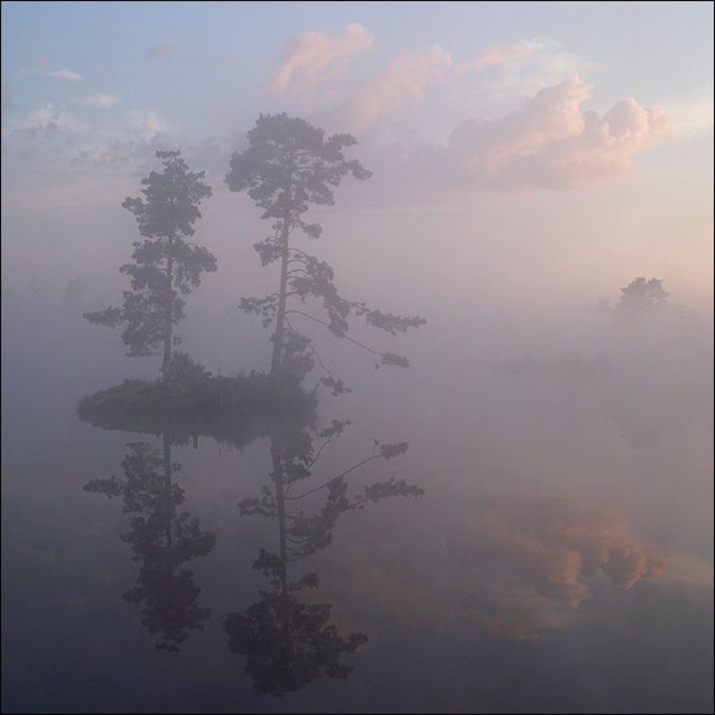 Квадратная туманная рассветная болотная картинка с сосновым островом без чаек фото превью