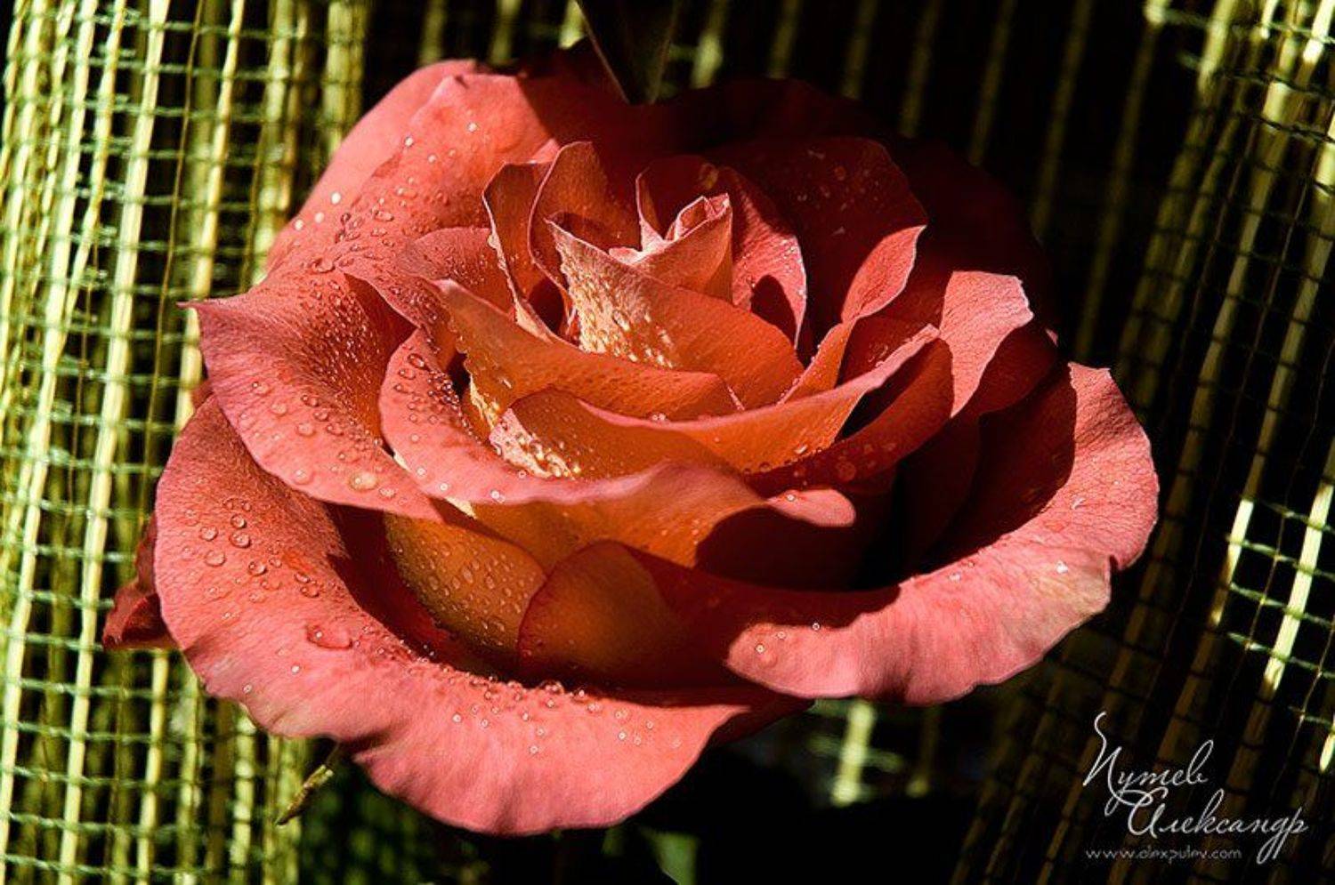 роза,шоколадная, Александр Путев