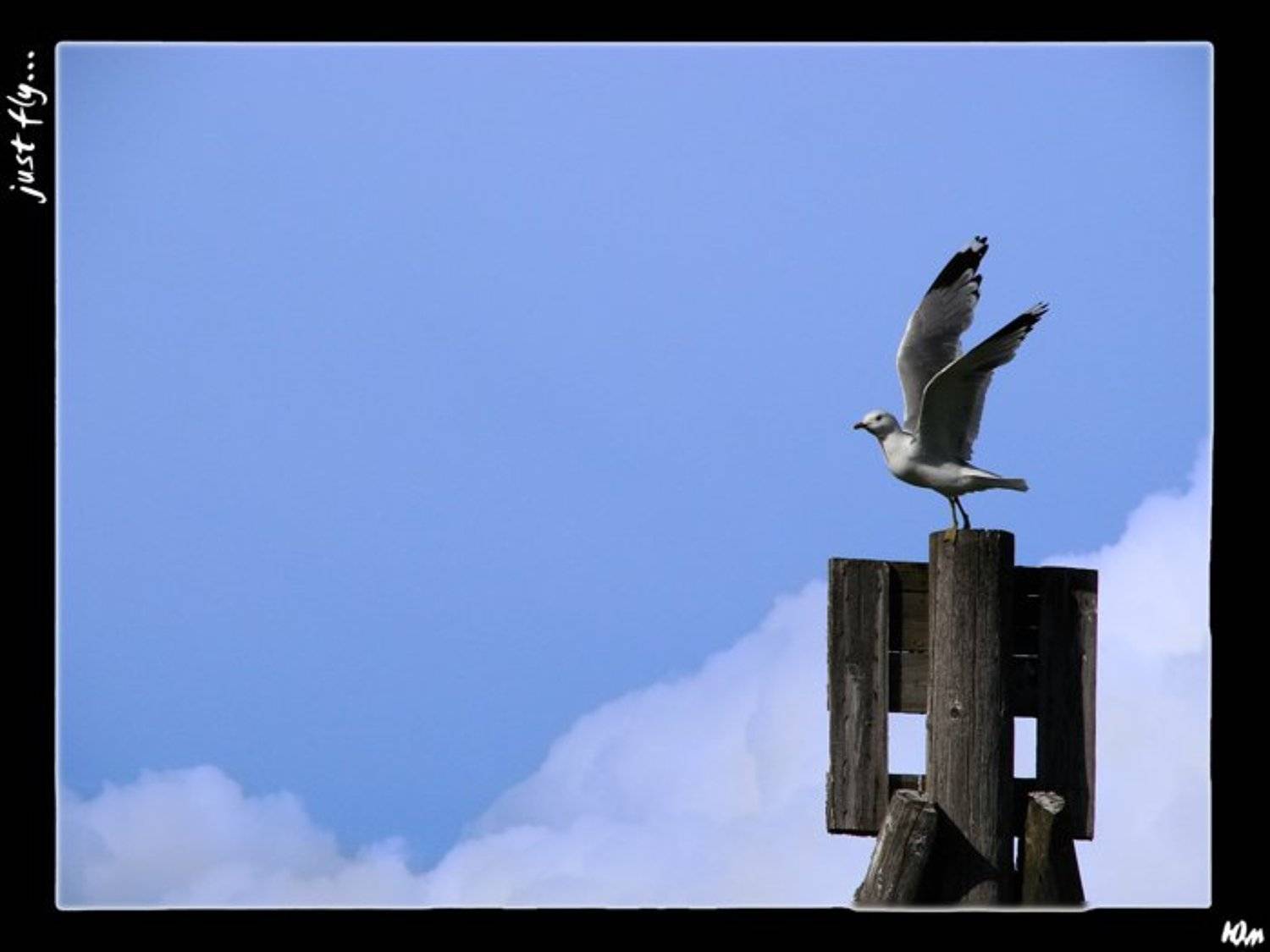 небо, птица, Юм