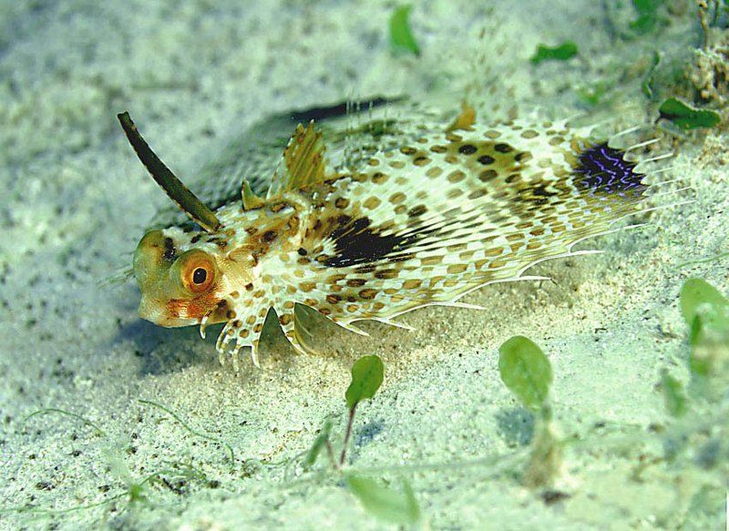 Сейчас взлечу фото превью