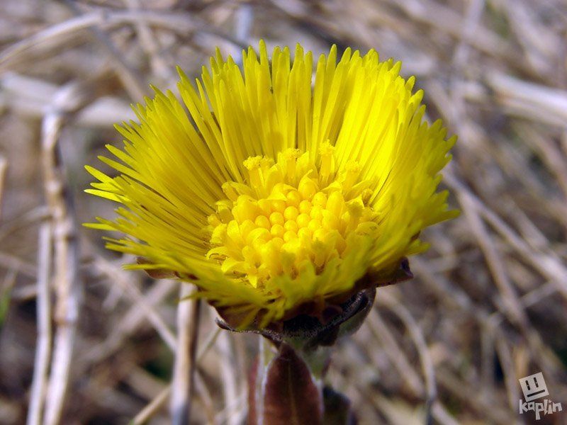 макро Первый! фото превью
