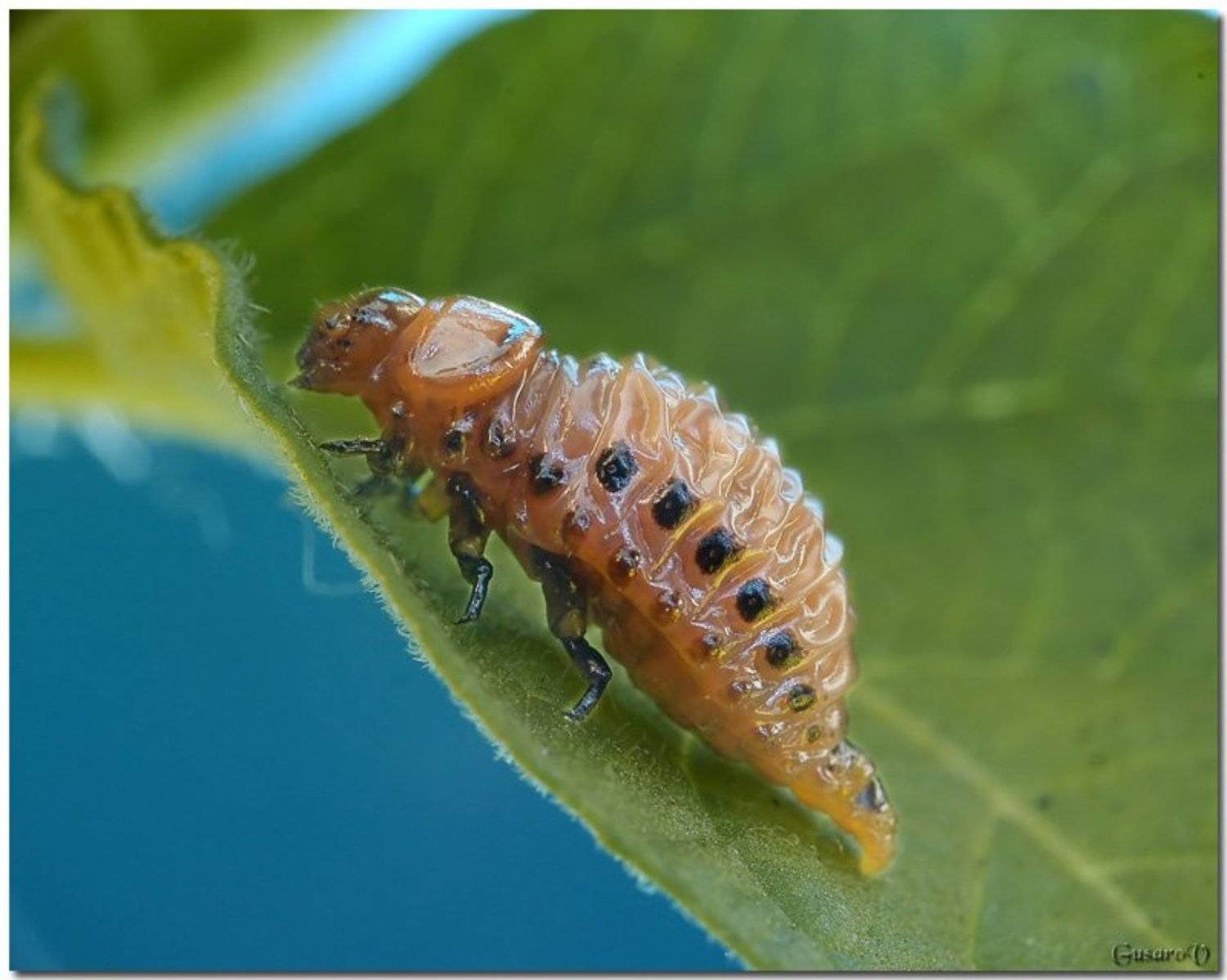 макро колорадский личинка вредитель картофель, Гусаров Михаил