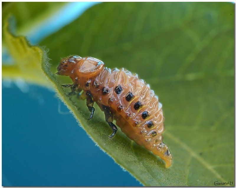 макро колорадский личинка вредитель картофель  фото превью