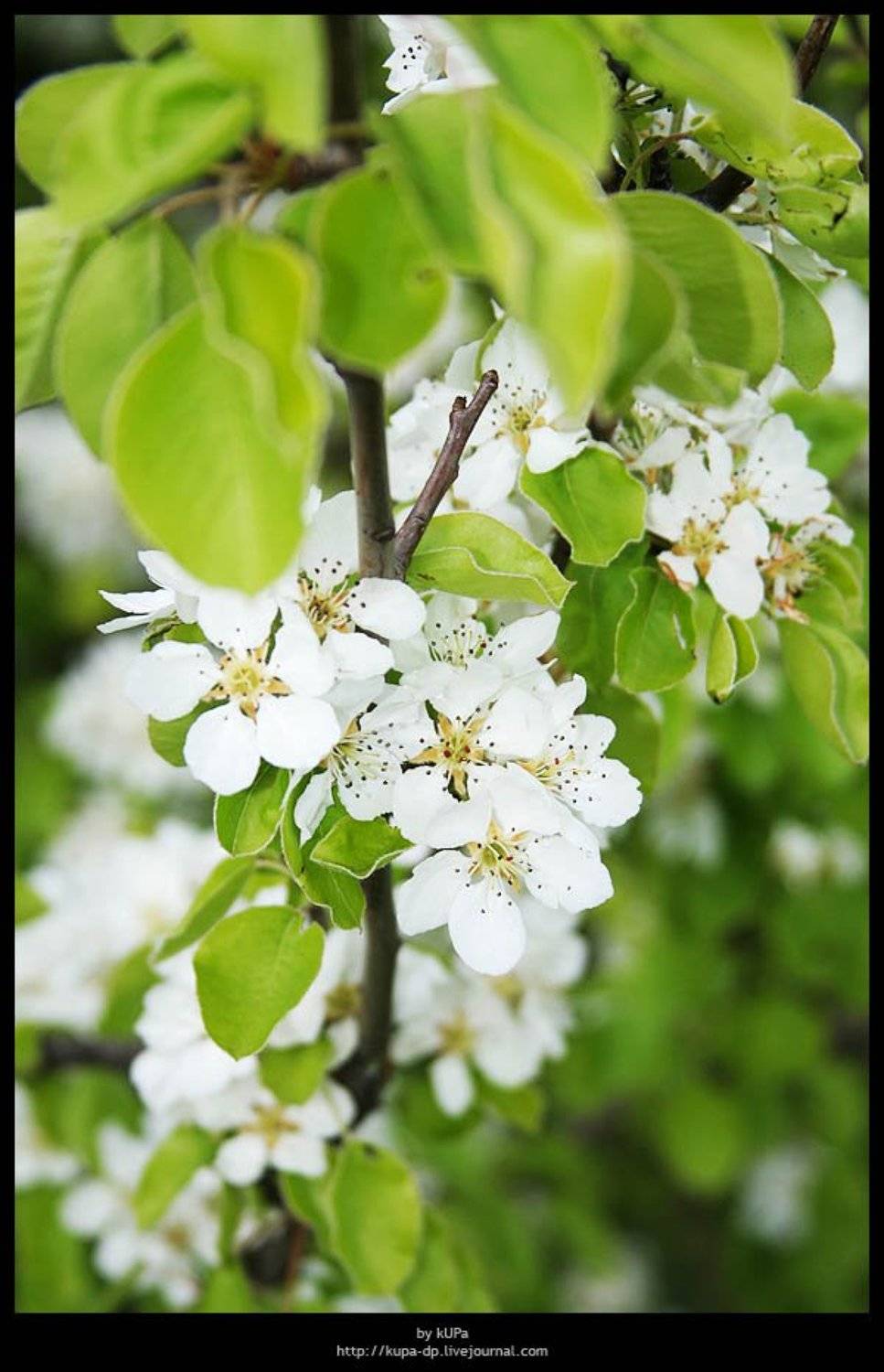 груша природа, kUPa