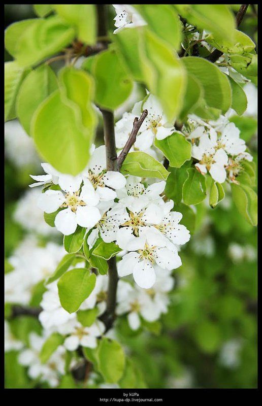 груша природа  фото превью