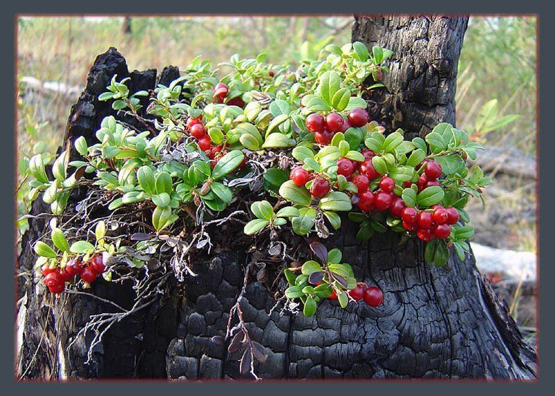 брусника Брусника фото превью