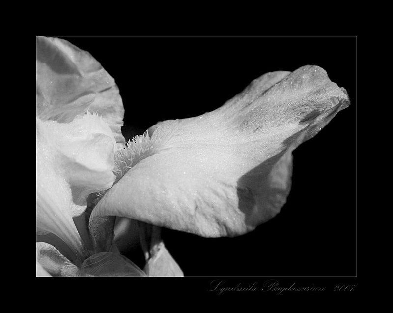 ирис *** фото превью