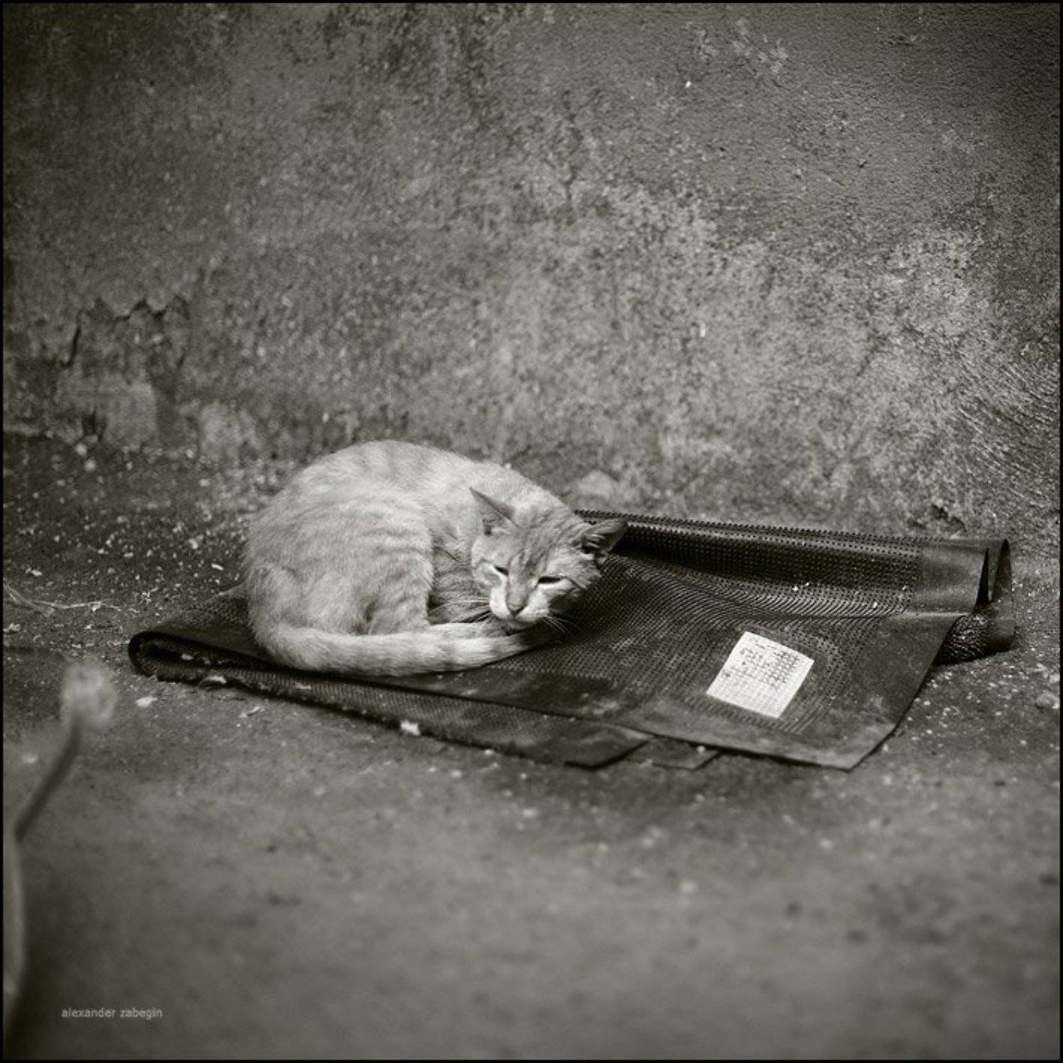 кошка, кот, cat, zabegin, Alexander Zabegin