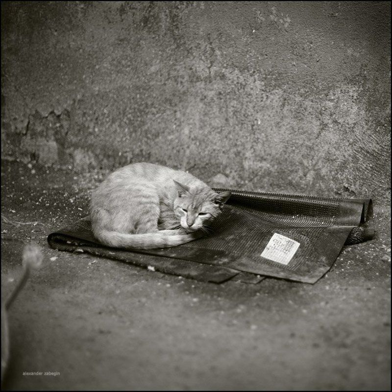 кошка, кот, cat, zabegin *** фото превью