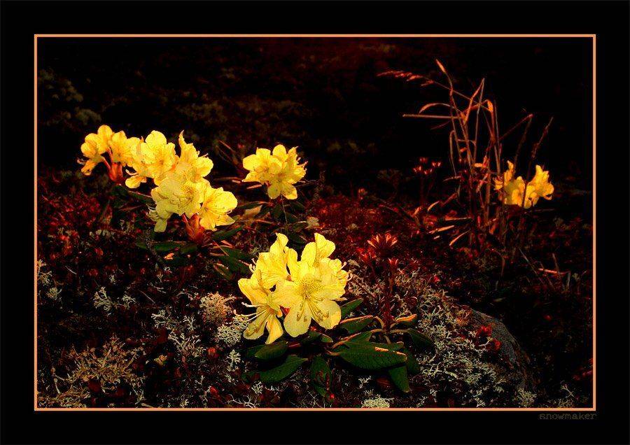 чукотка рододендроны, snowmaker