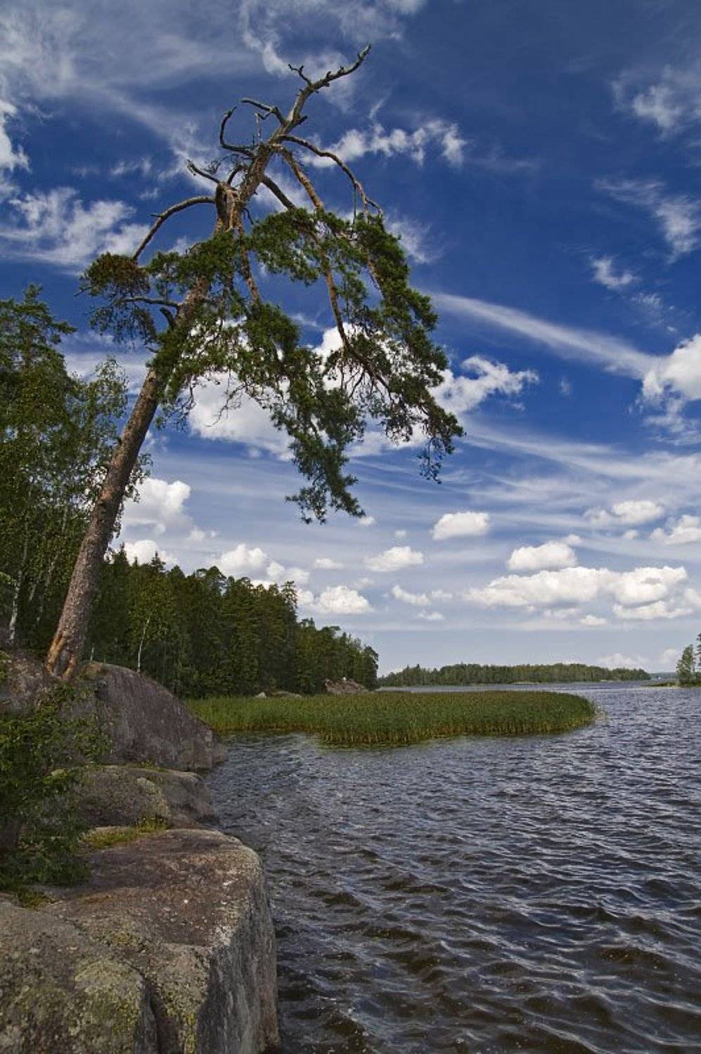 монрепо, берег, камень, дерево, Dankost
