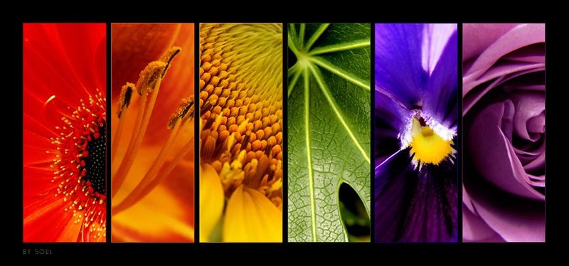 flowers цветы Lines фото превью