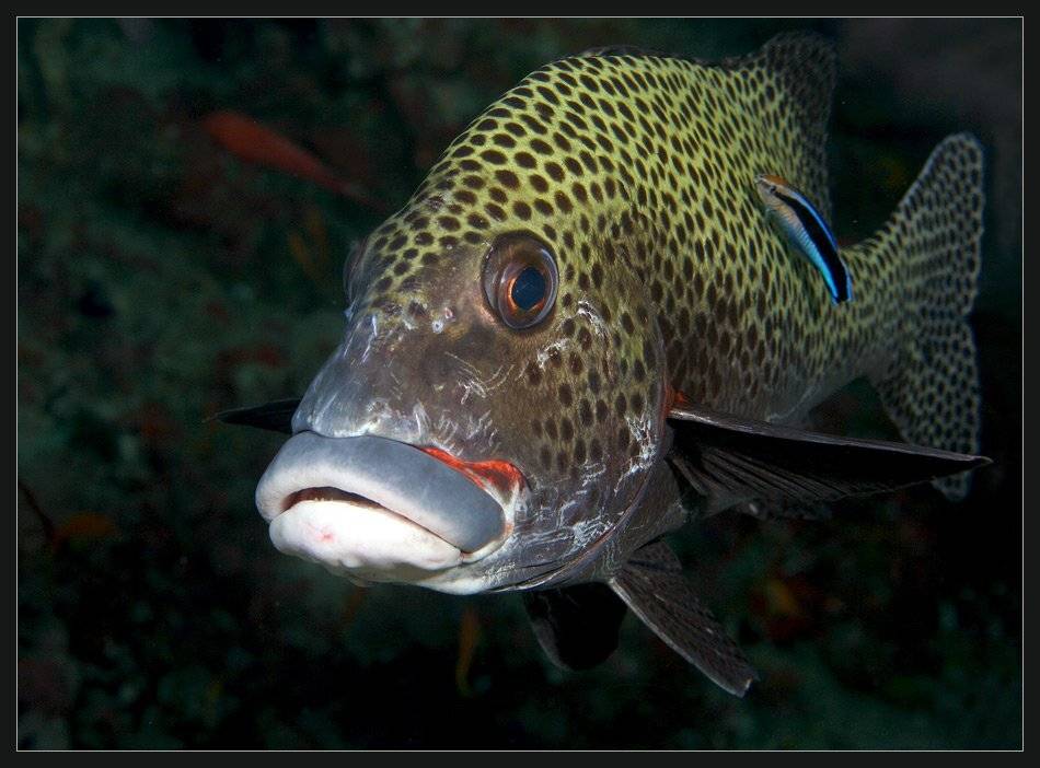 , Марина Кочетова