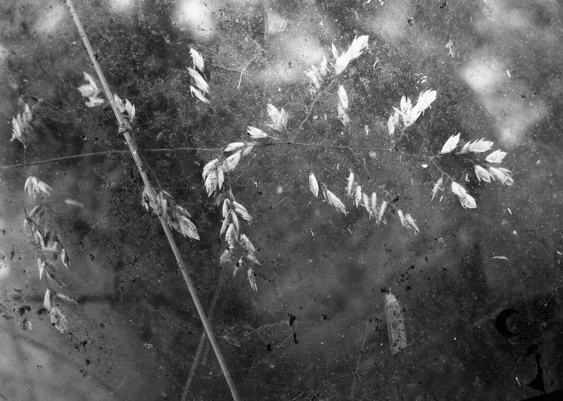 Лето, которого не было. Сеять семена. фото превью