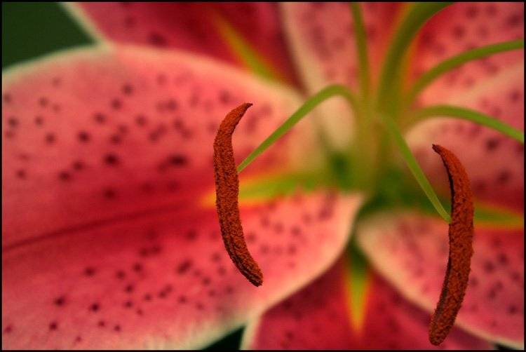 лилии, ночь, горячо, ярко, Lelya