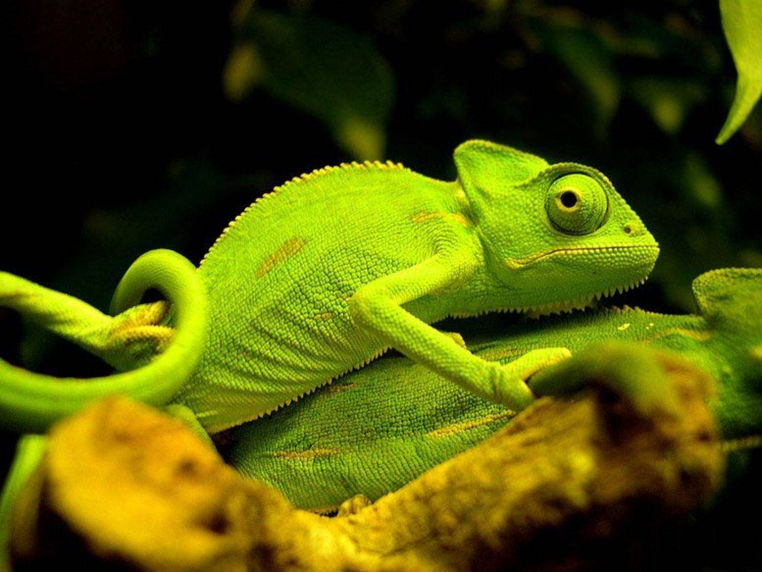 хамелион, Евгений Пугачев.