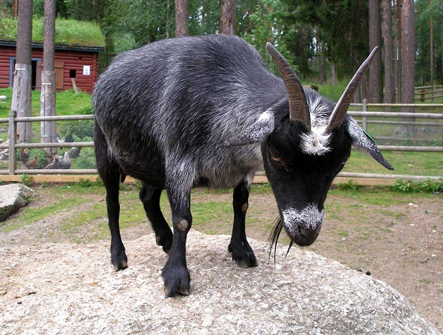 животные, omskva.ru