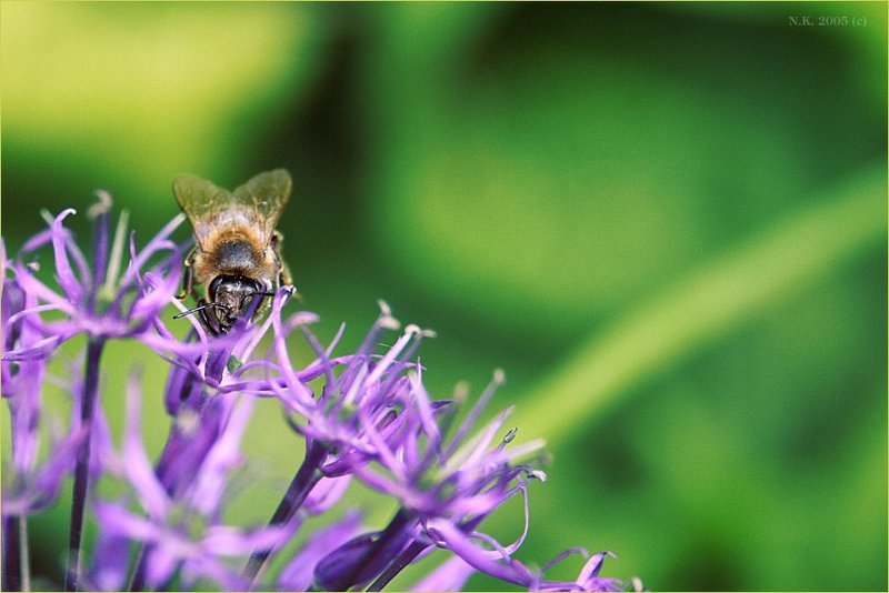 ***** фото превью