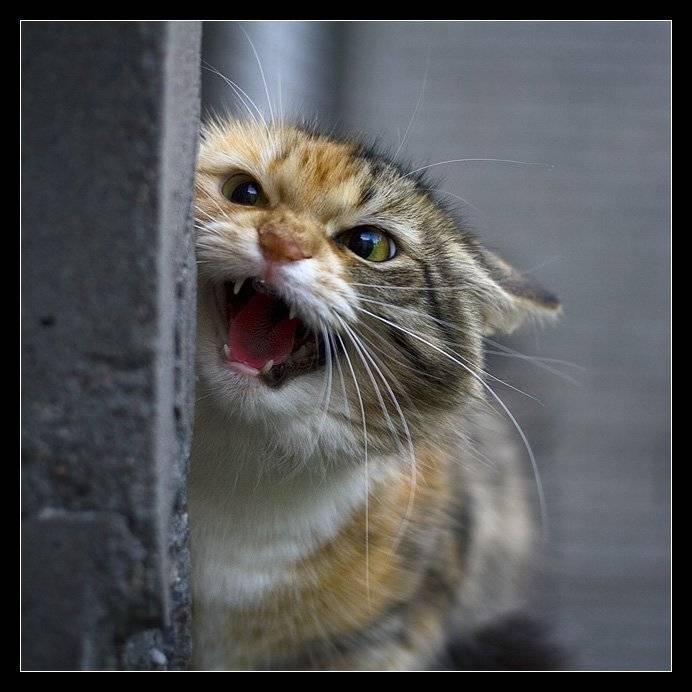 злая шипящая кошка, seleznev