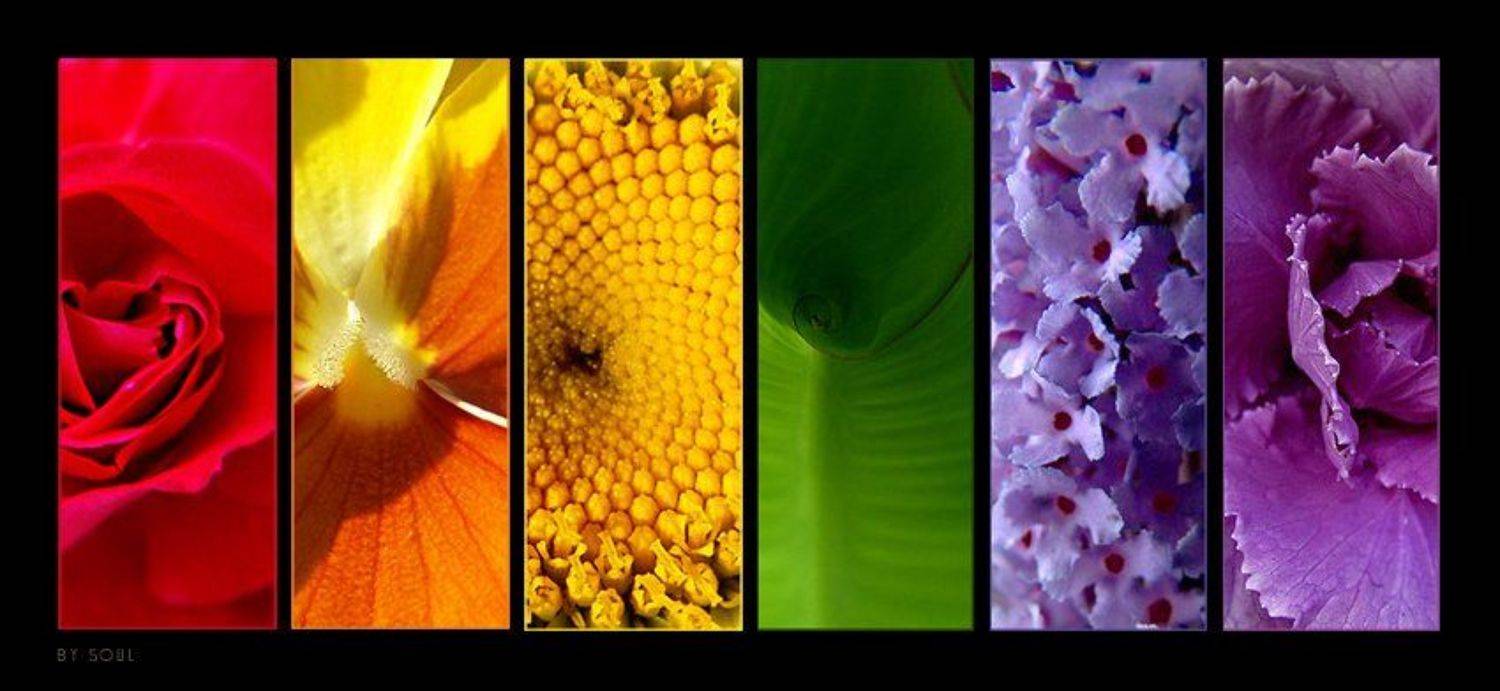 цветы цвета, SouL