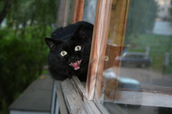 хищный зверёк, Мария Дьяконова