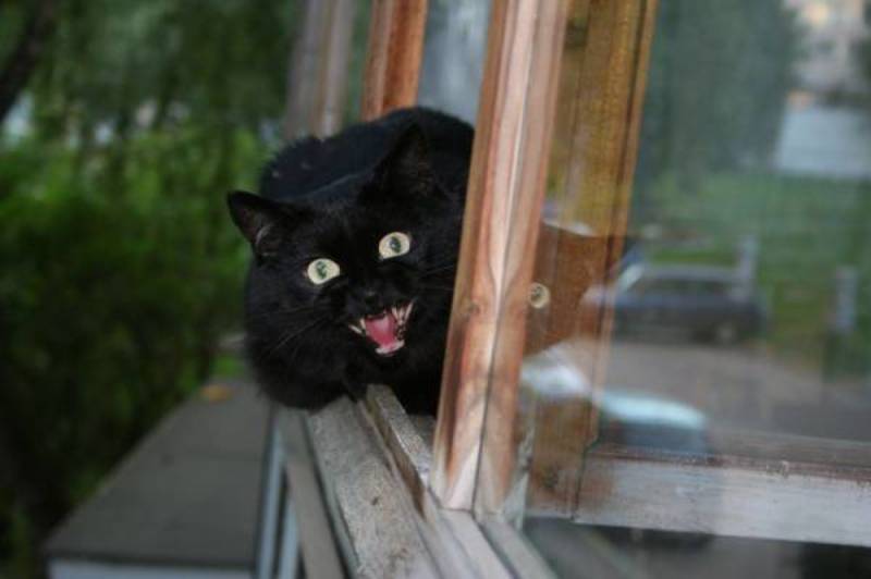 хищный зверёк  фото превью