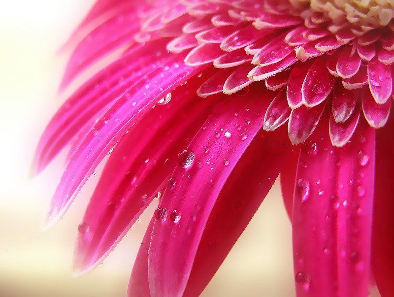 цветок, гербера *** фото превью