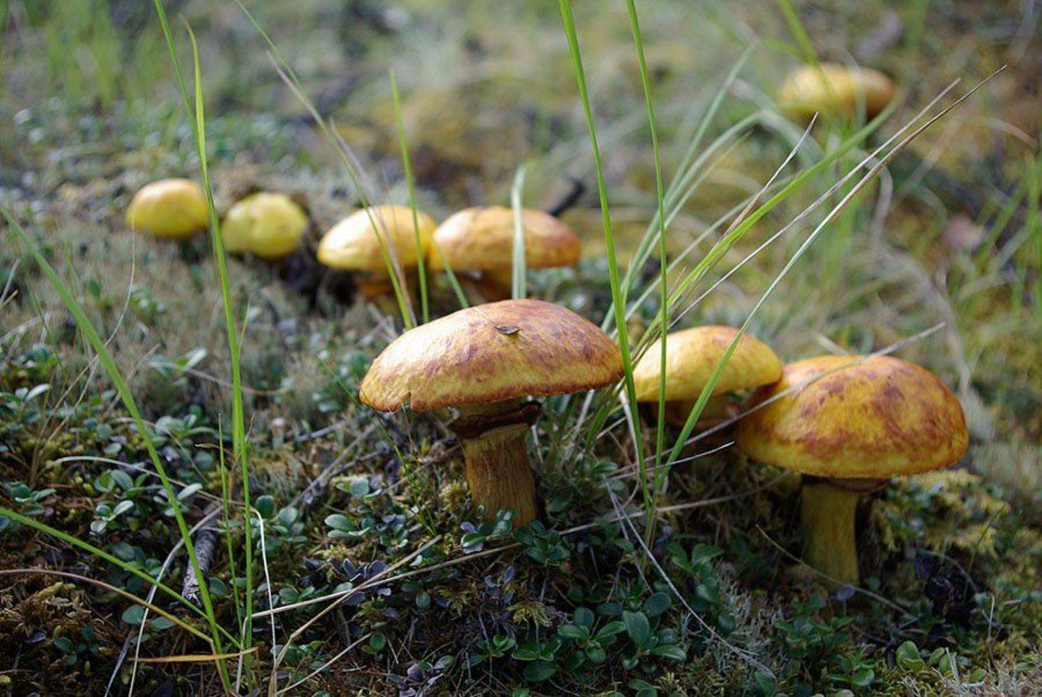 маслята, Солодухин Виктор