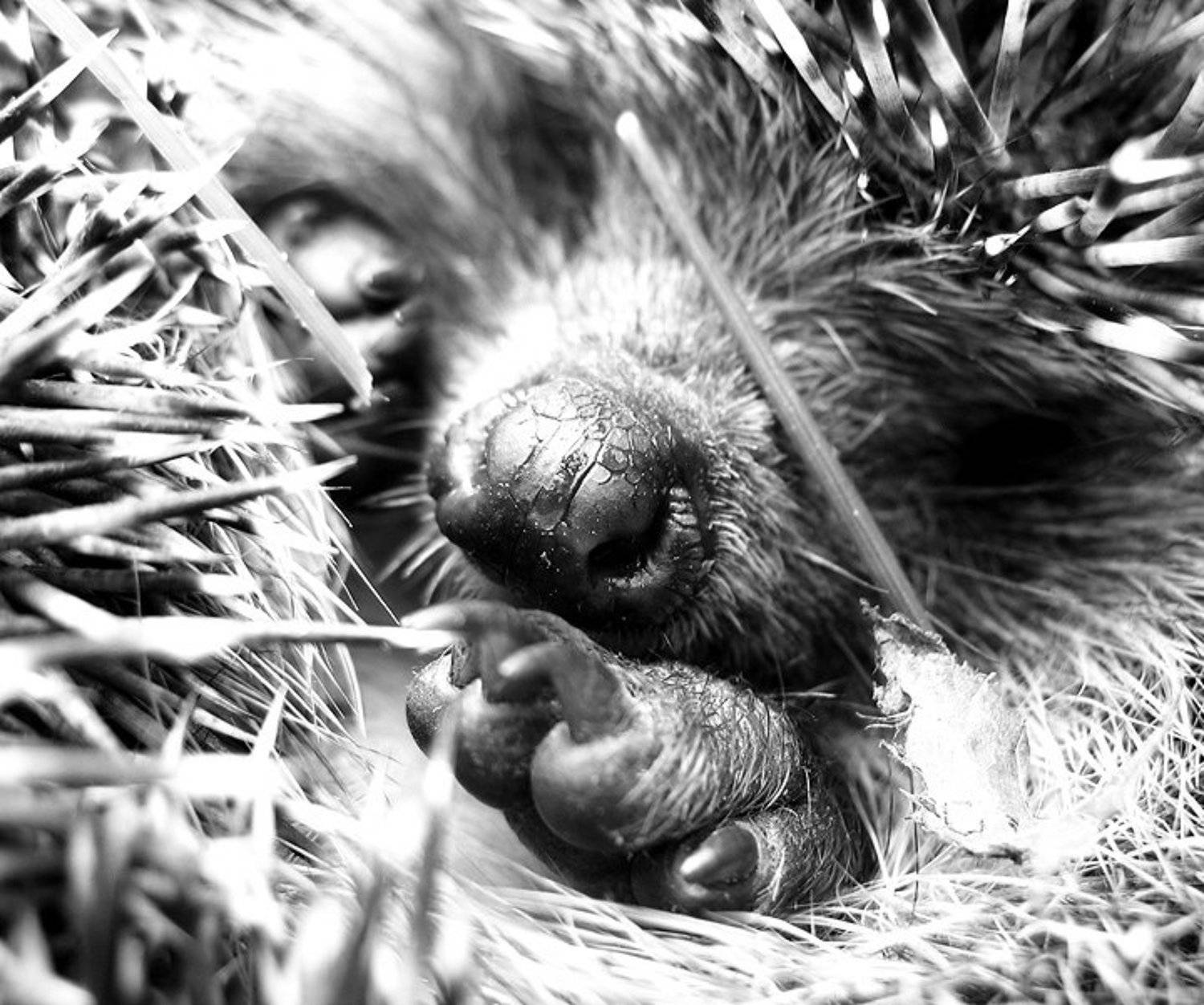 лапа, ёжик, ёж, VEB