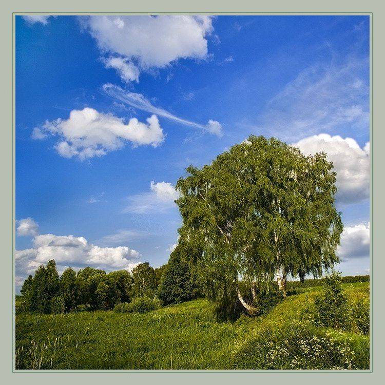 кудрявая, березка, Евгений Гаганов