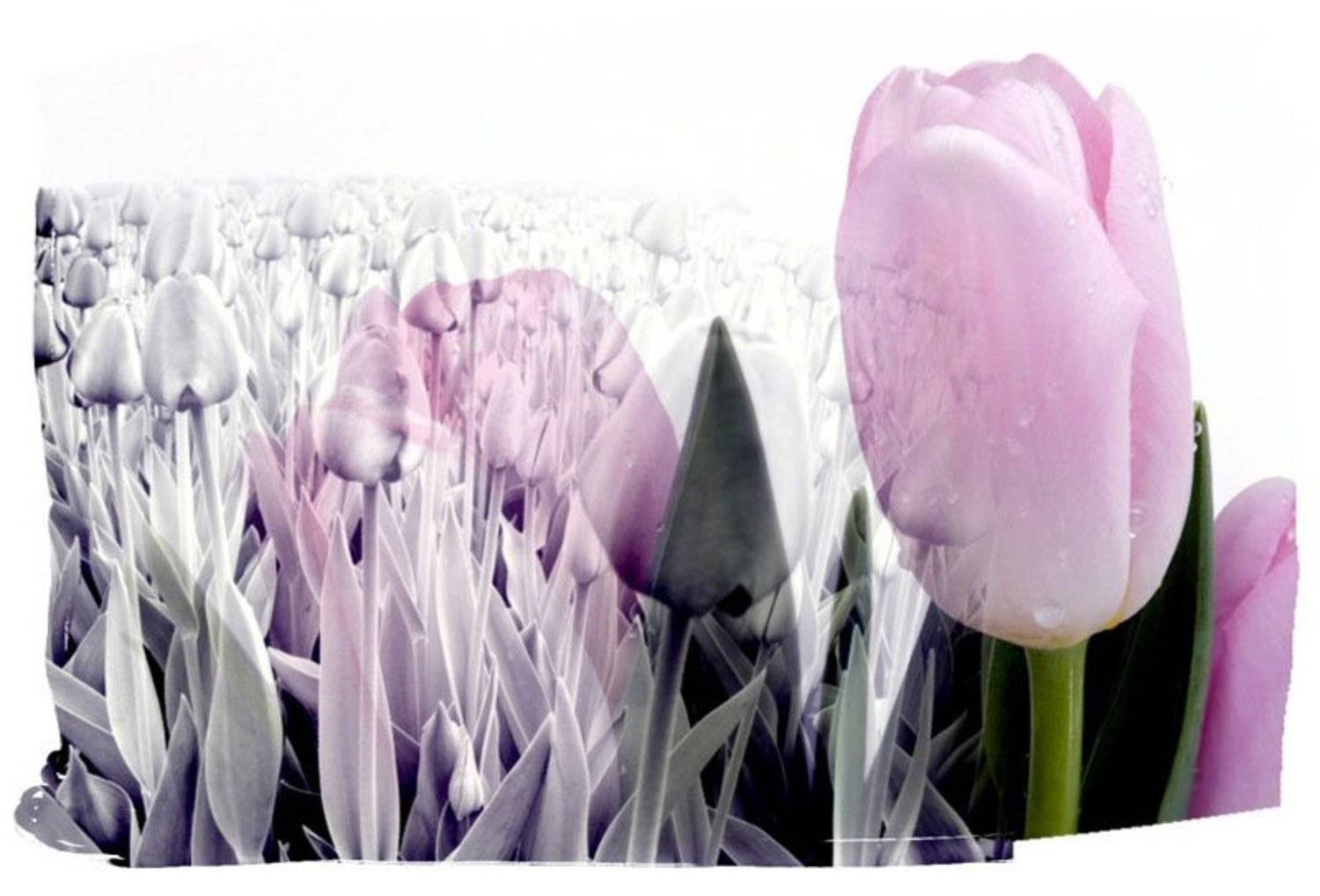 , Любовь Роктанэн