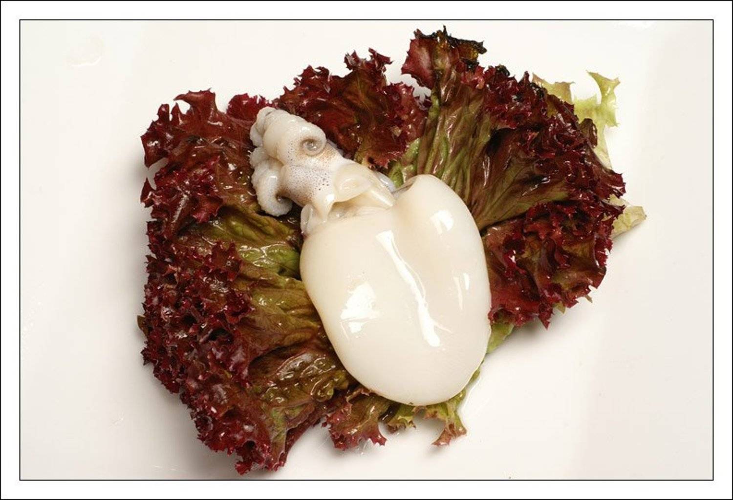 каракатица,морепродукт,натюрморт,салат,лед, jouris