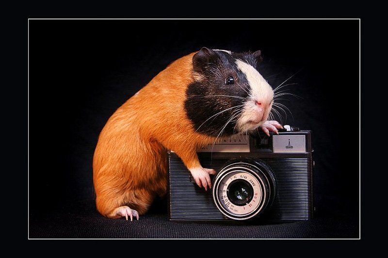 Улыбнитесь! Вас снимает НЕ скрытая камера! фото превью