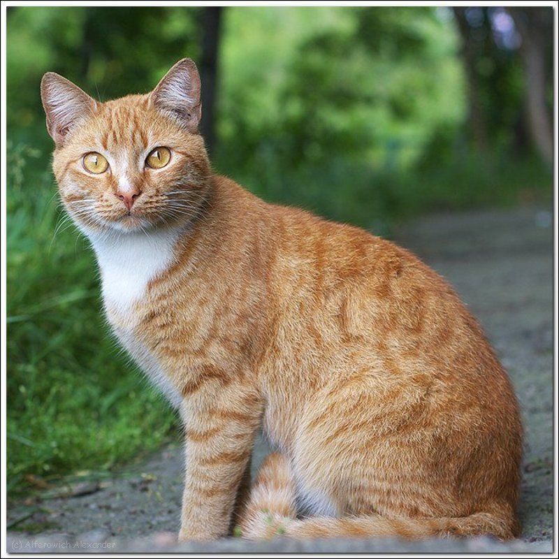 кошка, кот Об усатых фото превью