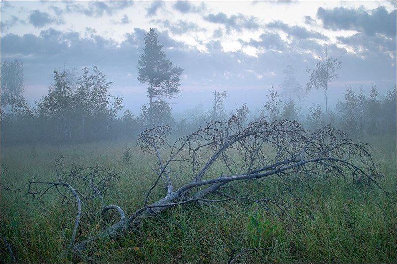 Болотная раннеутренняя картинка с поваленной сосной фото превью